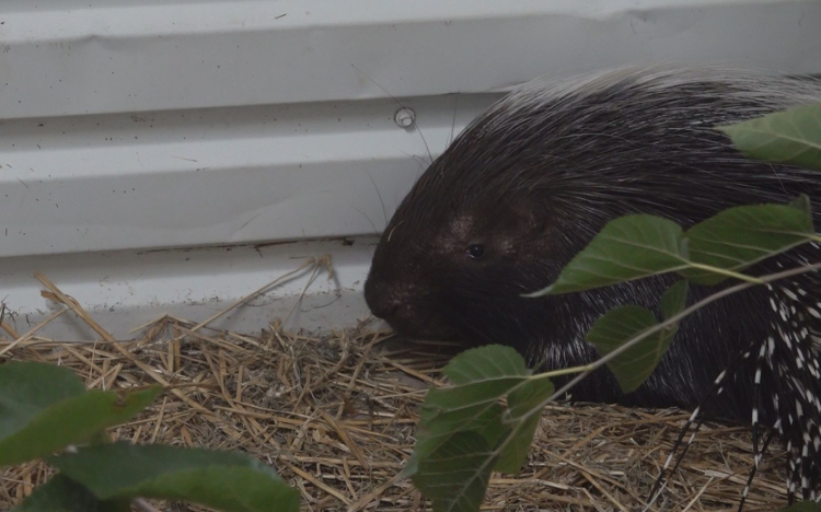 TARAJOS SÜLÖK TŰNTEK EL