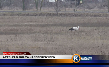 ÁTTELELŐ GÓLYA JÁSZBERÉNYBEN