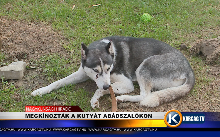 MEGKÍNOZTÁK A KUTYÁT ABÁDSZALÓKON