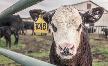  Újabb segítséget kapott a tejelő szarvasmarha ágazat