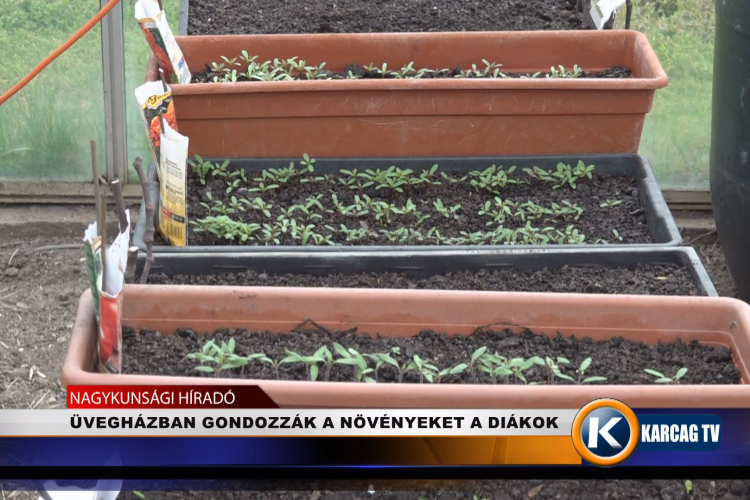 ÜVEGHÁZBAN GONDOZZÁK A NÖVÉNYEKET A DIÁKOK