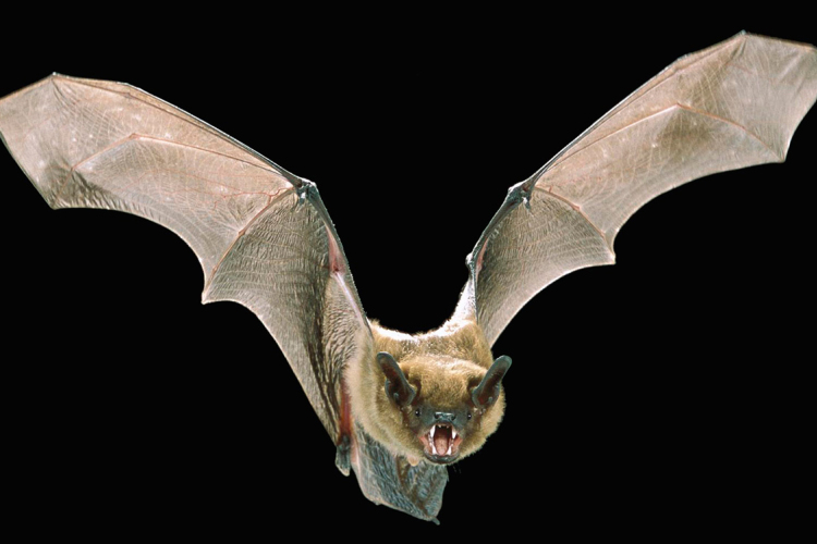 Veszett denevért találtak a fővárosban