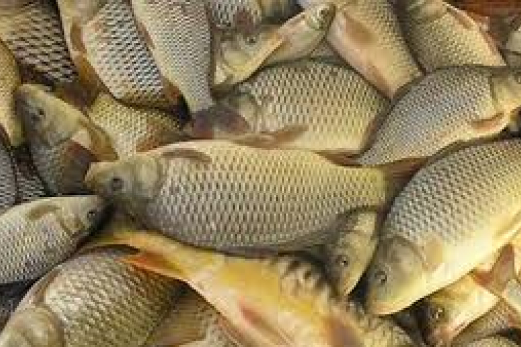 Valóban a hal a hosszú élet titka? 