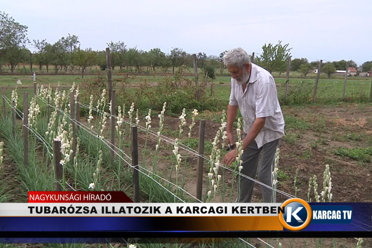 TUBARÓZSA ILLATOZIK A KARCAGI KERTBEN