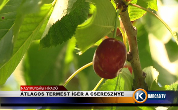 ÁTLAGOS TERMÉST ÍGÉR A CSERESZNYE