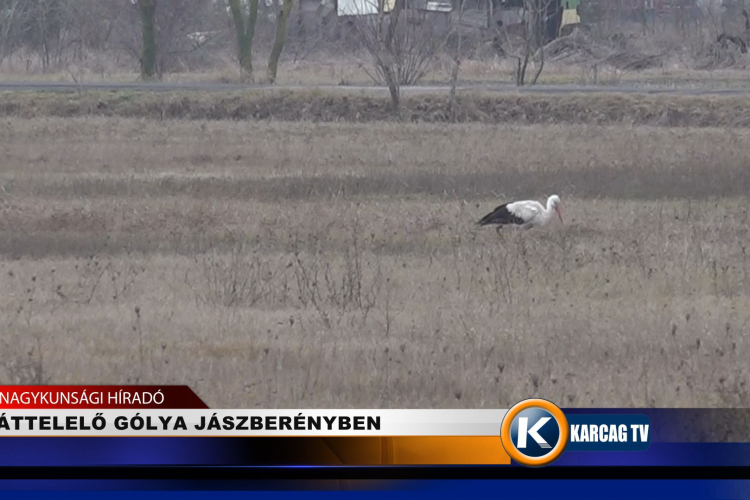 ÁTTELELŐ GÓLYA JÁSZBERÉNYBEN