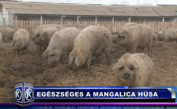 EGÉSZSÉGES A MANGALICA HÚSA