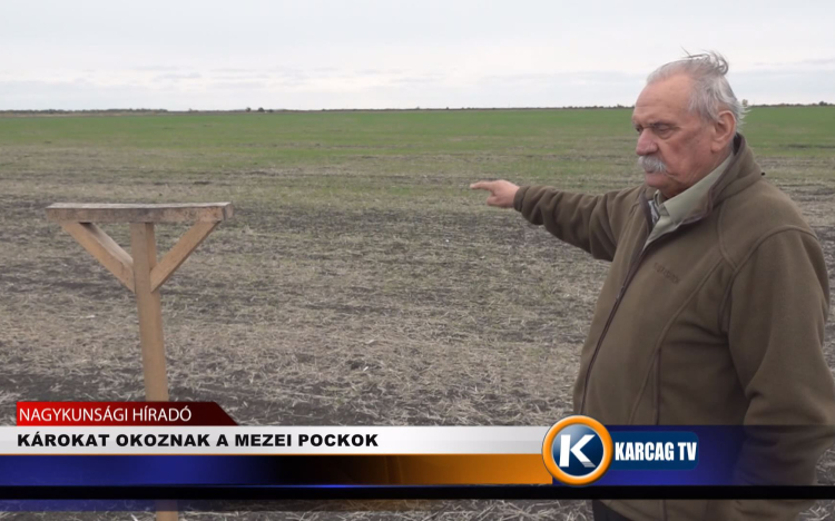 KÁROKAT OKOZNAK A MEZEI POCKOK