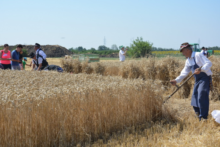 Kézi Aratóverseny után...