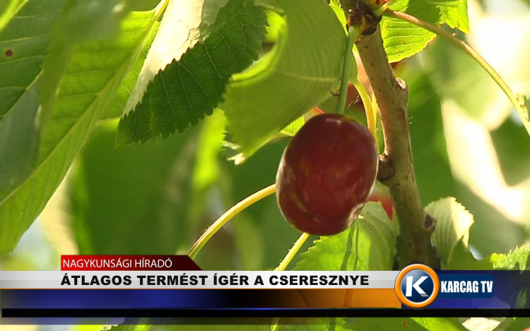 ÁTLAGOS TERMÉST ÍGÉR A CSERESZNYE
