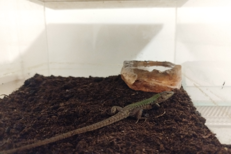 POTYAUTAST TALÁLTAK A SPENÓTBAN