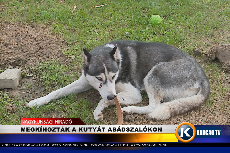 MEGKÍNOZTÁK A KUTYÁT ABÁDSZALÓKON