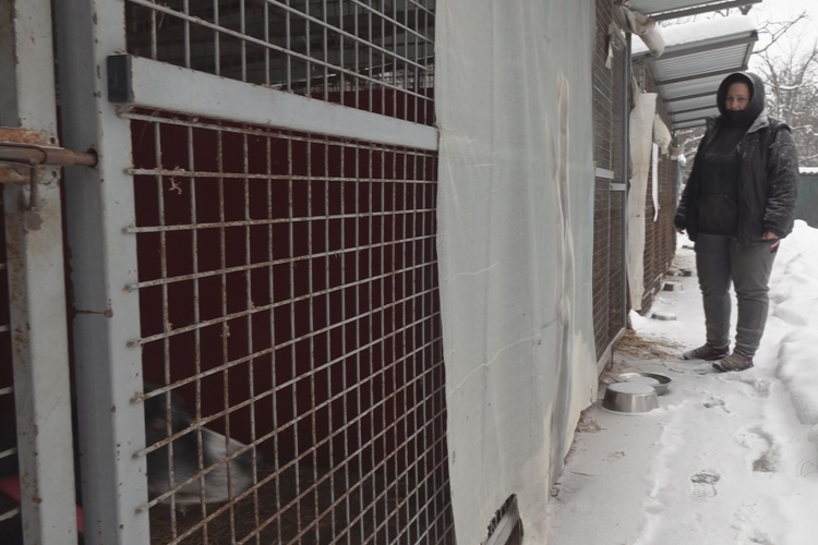 NEHÉZ HELYZETBEN A MENHELY