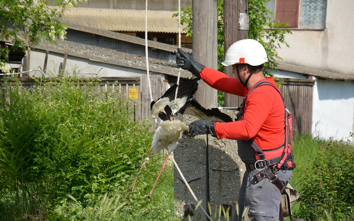 Gólyát mentettek a Karcagiak