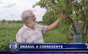 Drágul a cseresznye