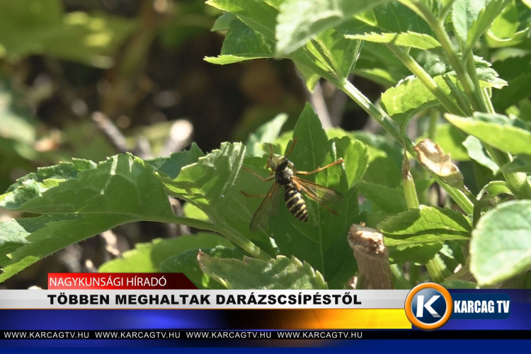 TÖBBEN MEGHALTAK DARÁZSCSÍPÉSTŐL