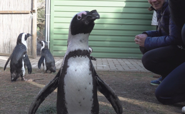 KÜLÖNLEGES TÉLI ÉLMÉNY A JÁSZBERÉNYI ÁLLATKERTBEN