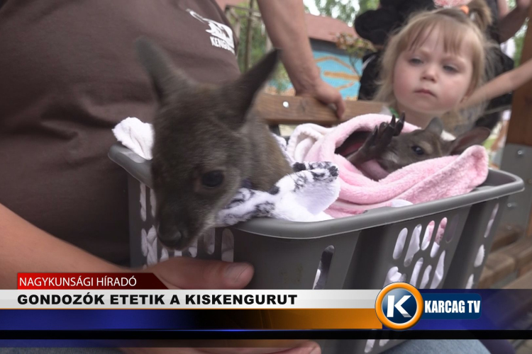 GONDOZÓK ETETIK A KISKENGURUT 