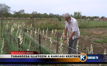 TUBARÓZSA ILLATOZIK A KARCAGI KERTBEN