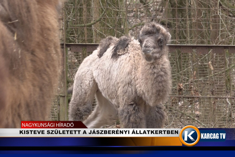 KISTEVE SZÜLETETT A JÁSZBERÉNYI ÁLLATKERTBEN 